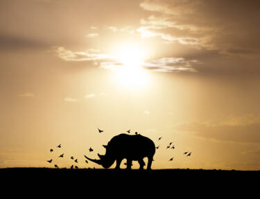 Wildlife photographs by Lara Jackson for Nikon magazine's two articles interviewing Lara. For magazine only. 