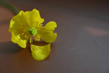 nikon-image