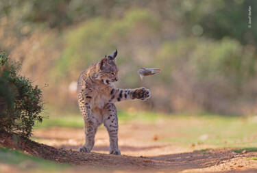 Nikon magazine - Josef Stefan's award-winning wildlife photography