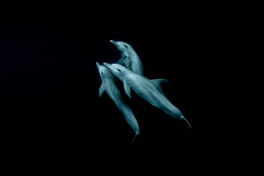 Nikon magazine - George Karbus underwater with the ZR